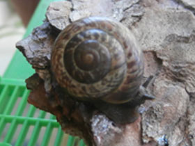 Фото Кустарниковая улитка