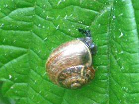 Фото Кустарниковая улитка