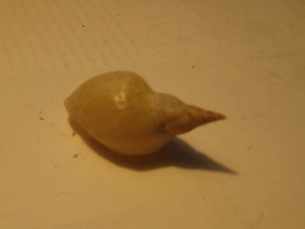 Фото Прудовики