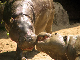 Карликовый бегемот Карликовый бегемот