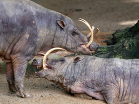 Фото Бабируса