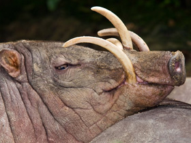 Фото Бабируса