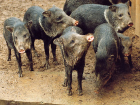 Смотреть фото Ошейниковый пекари Фото Ошейниковый пекари