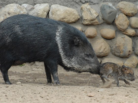 Ошейниковый пекари