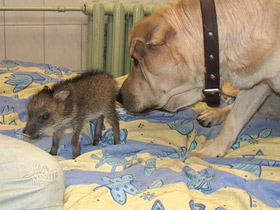 Смотреть фото Ошейниковый пекари Фото Ошейниковый пекари