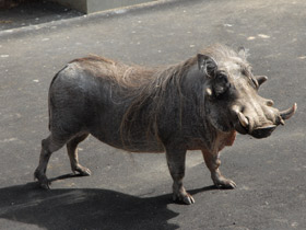 Фото Пустынный бородавочник