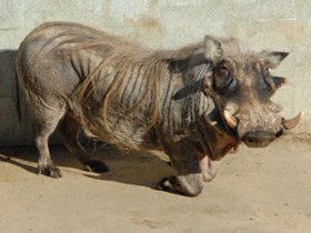 Фото Пустынный бородавочник