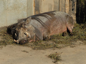 Фото Пустынный бородавочник