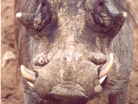 Пустынный бородавочник Пустынный бородавочник