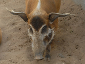 Фото Кистеухая свинья