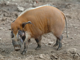 Фото Кистеухая свинья