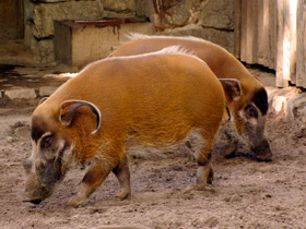 Фото Кистеухая свинья