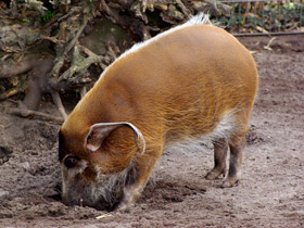 Фото Кистеухая свинья