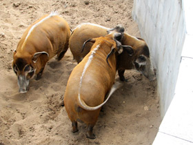 Фото Кистеухая свинья