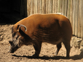 Фото Кистеухая свинья