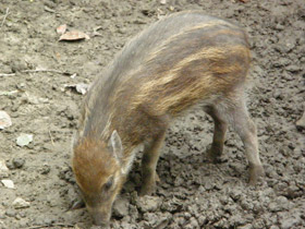 Смотреть фото Висайская бородавчатая свинья Фото Висайская бородавчатая свинья