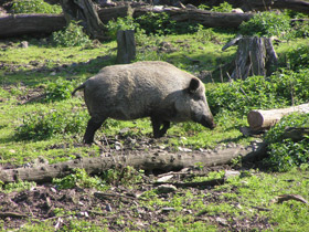 Фото Кабаны