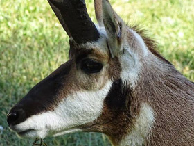 Фото Вилорог