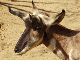 Фото Вилорог