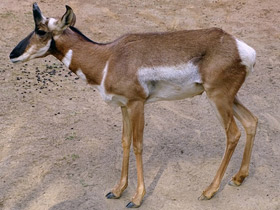 Фото Вилорог