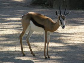 Смотреть фото Спрингбок Фото Спрингбок