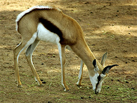 Смотреть фото Спрингбок Фото Спрингбок