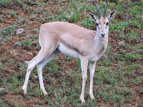 Фото Рыжелобая газель