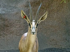 Фото Газель Кювье