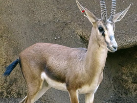 Фото Газель Кювье
