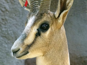 Фото Газель Кювье