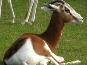 Смотреть фото Мхоррская газель Фото Мхоррская газель