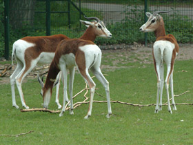 Смотреть фото Мхоррская газель Фото Мхоррская газель