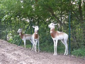 Фото Газель-дама