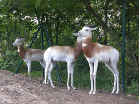 Фото Газель-дама