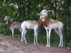 Фото Газель-дама