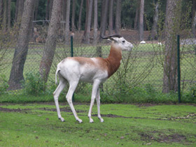Фото Газель-дама