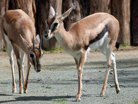 Фото Газель Томсона