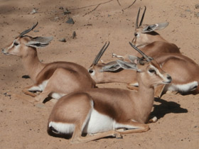 Смотреть фото Газель-доркас Фото Газель-доркас