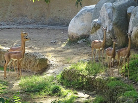 Фото Геренук