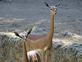 Фото Геренук