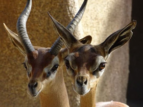 Фото Геренук