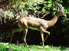 Фото Геренук