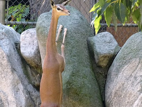 Фото Геренук