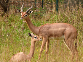 Фото Геренук