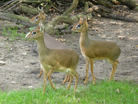 Смотреть фото Обыкновенный дикдик Фото Обыкновенный дикдик