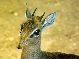 Смотреть фото Обыкновенный дикдик Фото Обыкновенный дикдик