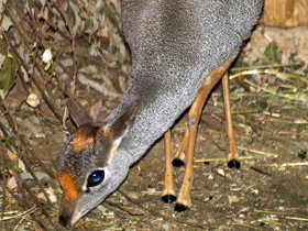 Фото Сомалийский дикдик