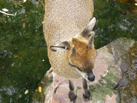 Фото Антилопа-прыгун