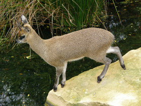 Фото Антилопа-прыгун