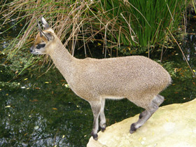 Фото Антилопа-прыгун